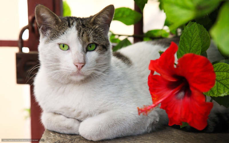 cat with green eyes and hibiscus