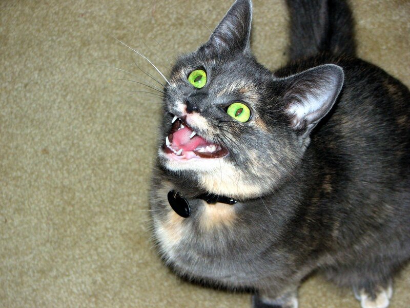 cat with green eyes and open mouth
