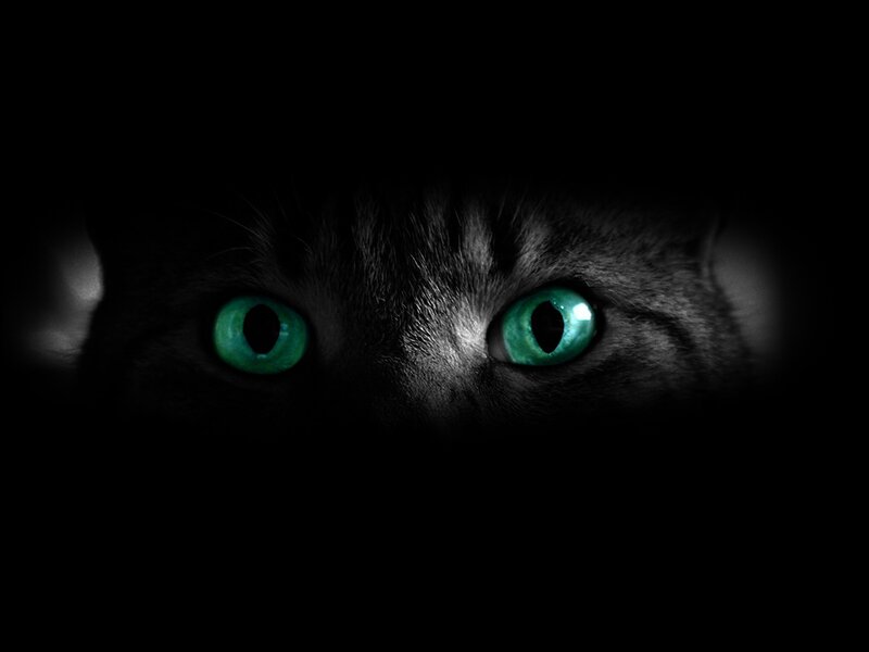 Cat with Green Eyes — Black, Dark