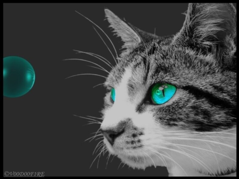 Cat with Green Eyes — Black, Dramatic, Digital Art, Bubble
