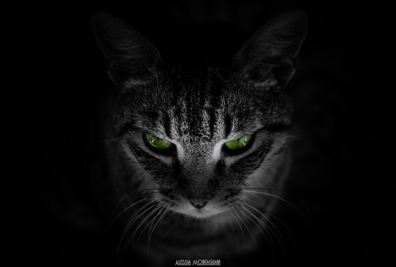 Cat with Green Eyes — Black, Dramatic, Night, Photograph