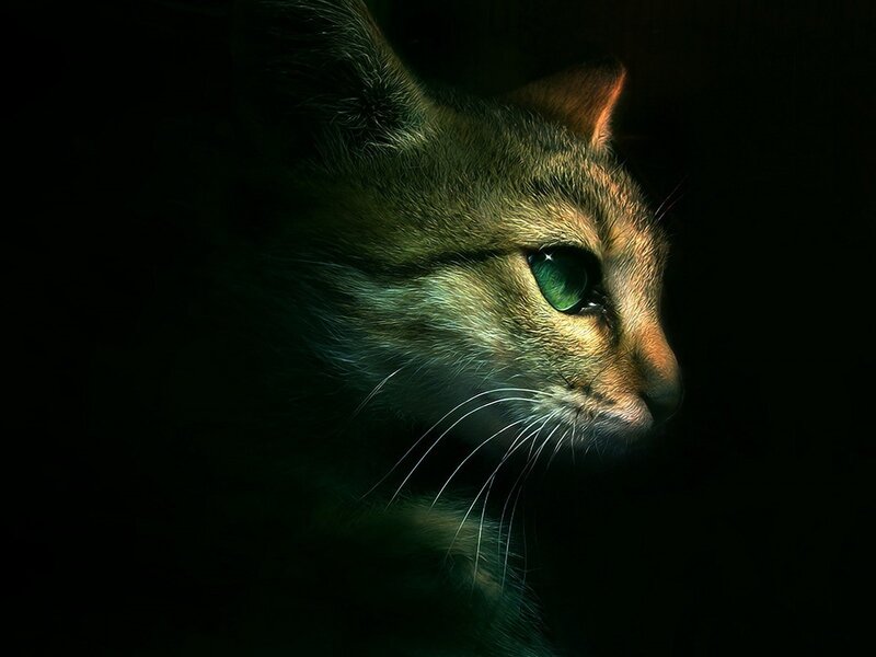Cat with Green Eyes — Black, Dramatic, Night