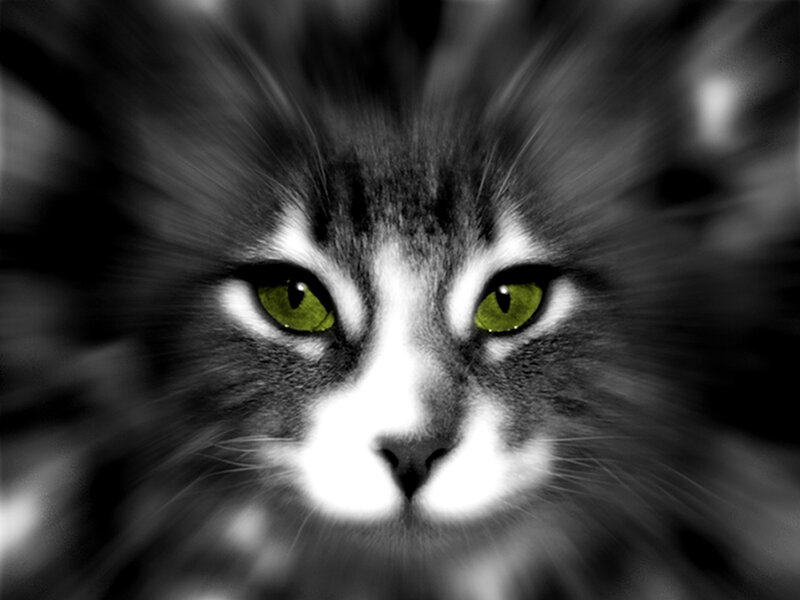 Cat with Green Eyes — Black, Intense