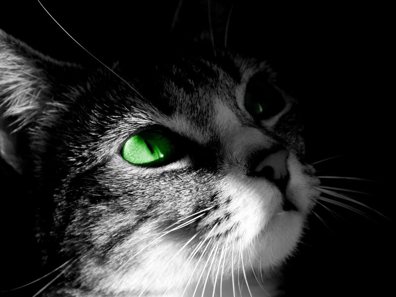 Cat with Green Eyes — Black