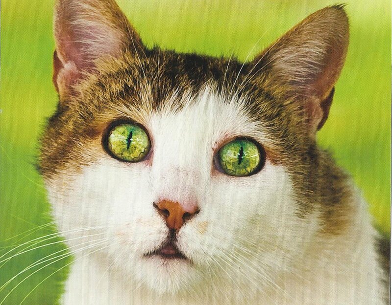 Cat with Green Eyes — Calm