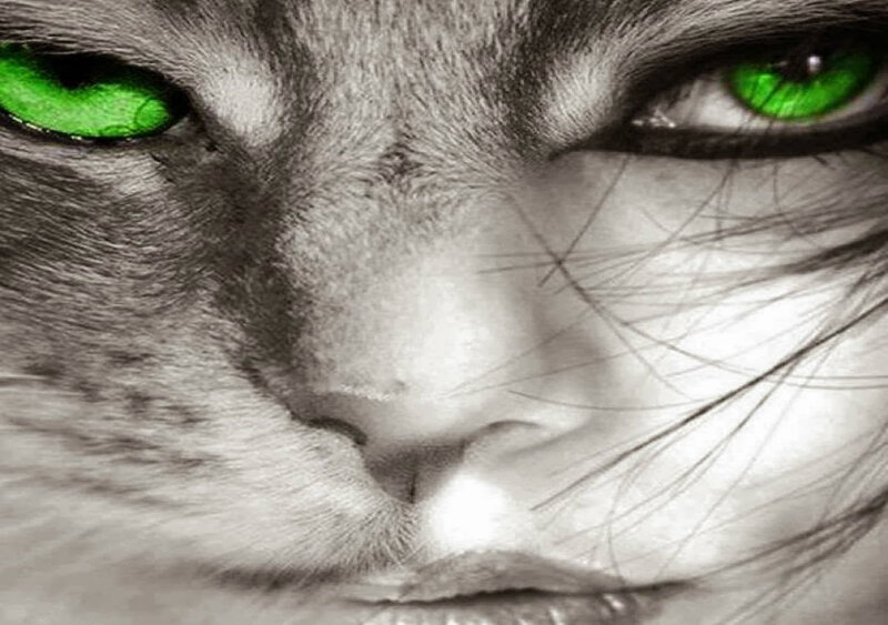 Cat with Green Eyes — Dramatic, Digital Art