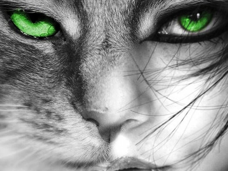 Cat with Green Eyes — Dramatic, Photograph