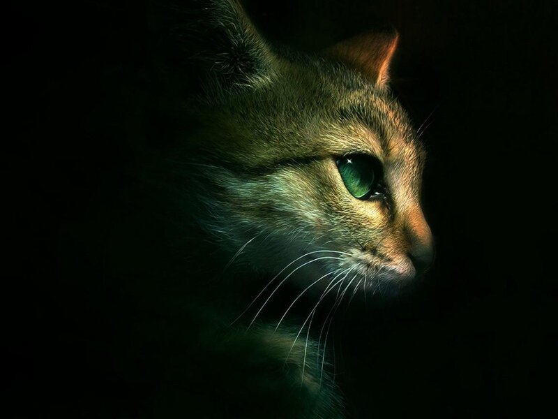 Cat with Green Eyes — Dramatic