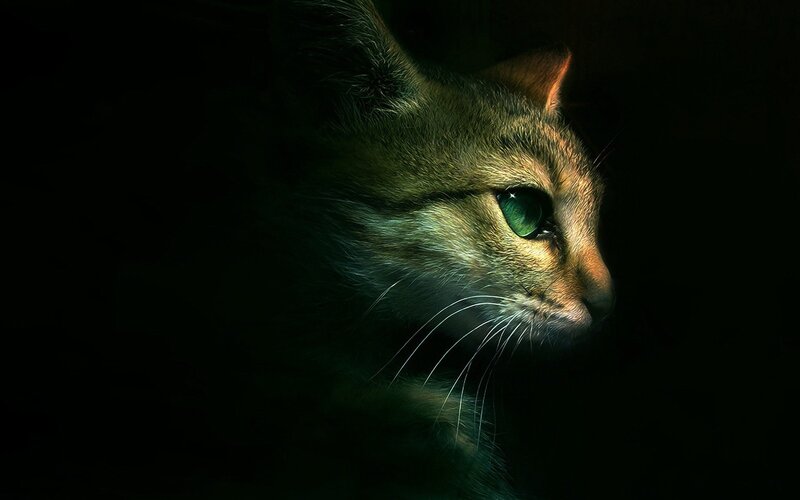 cat with green eyes in darkness