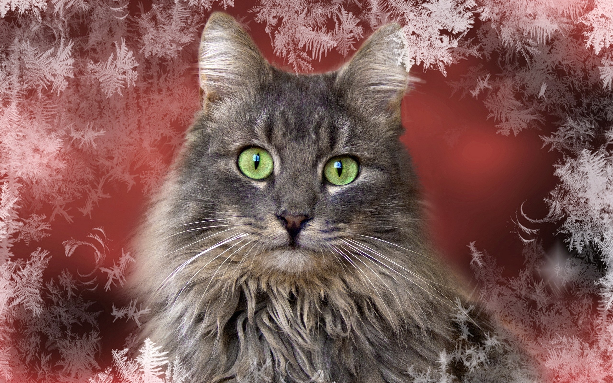 cat with green eyes in frost