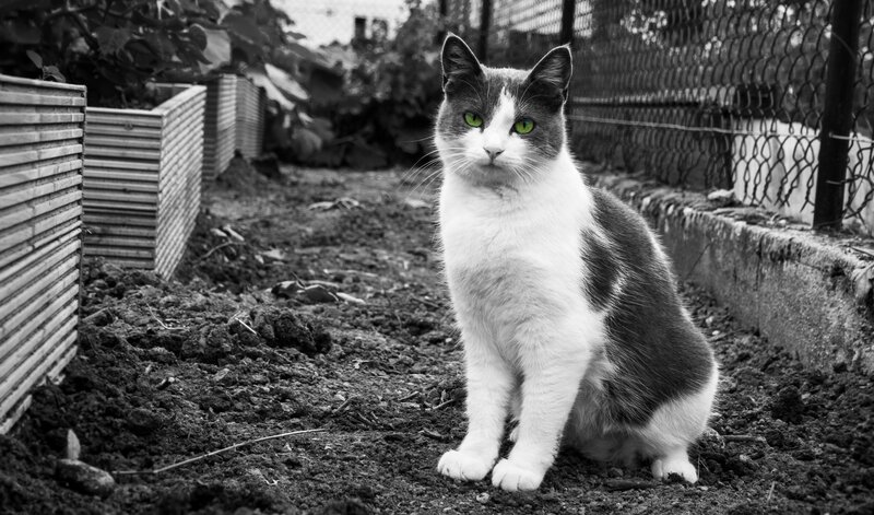 cat with green eyes in garden