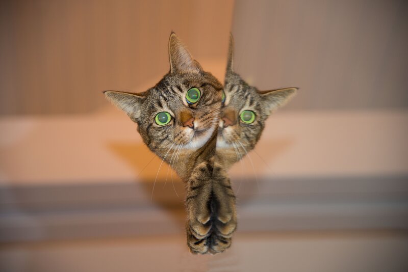 Cat with green eyes in mirror