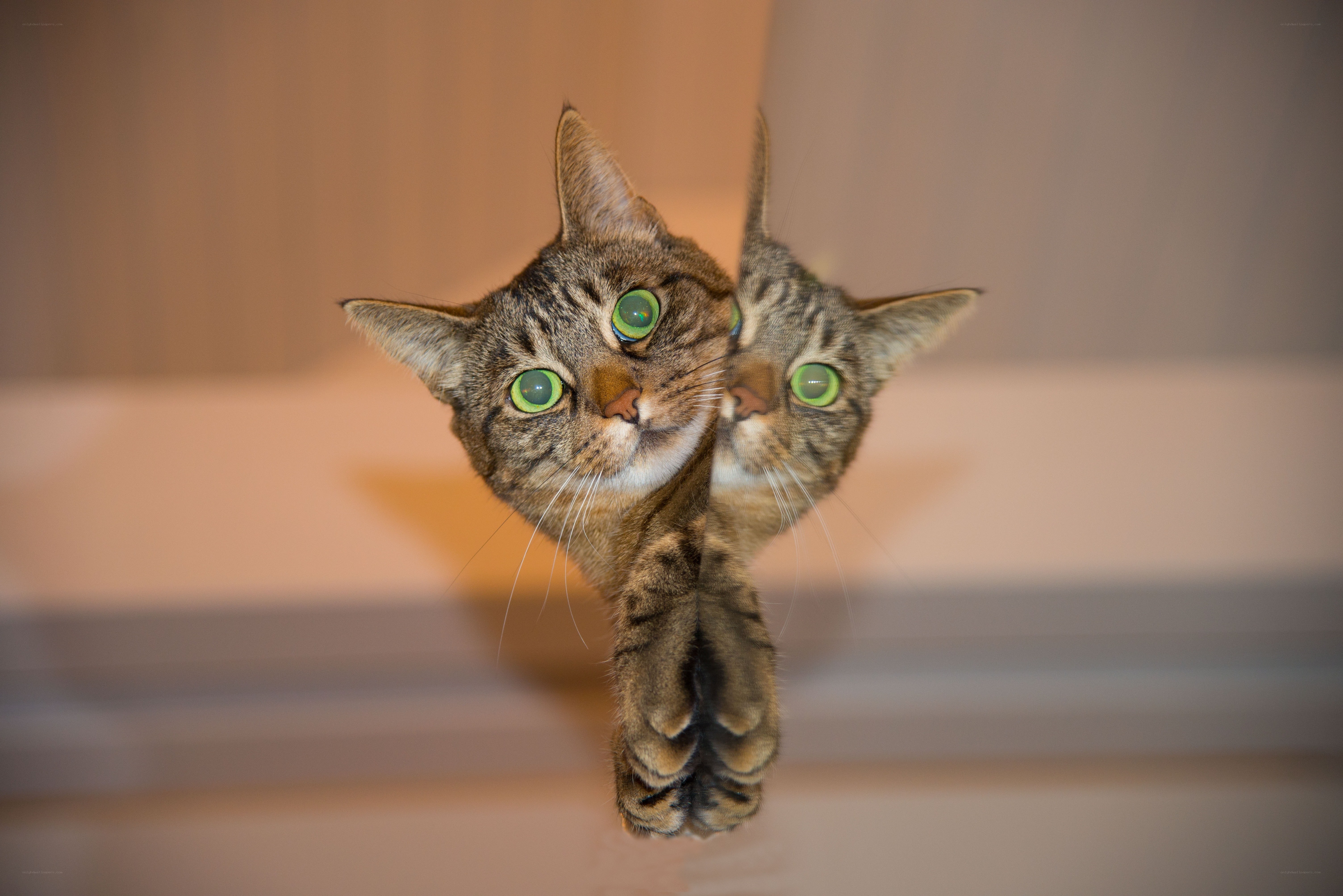 Cat with green eyes in mirror