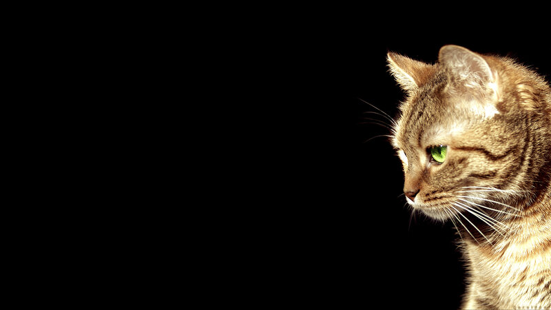 cat with green eyes in spotlight