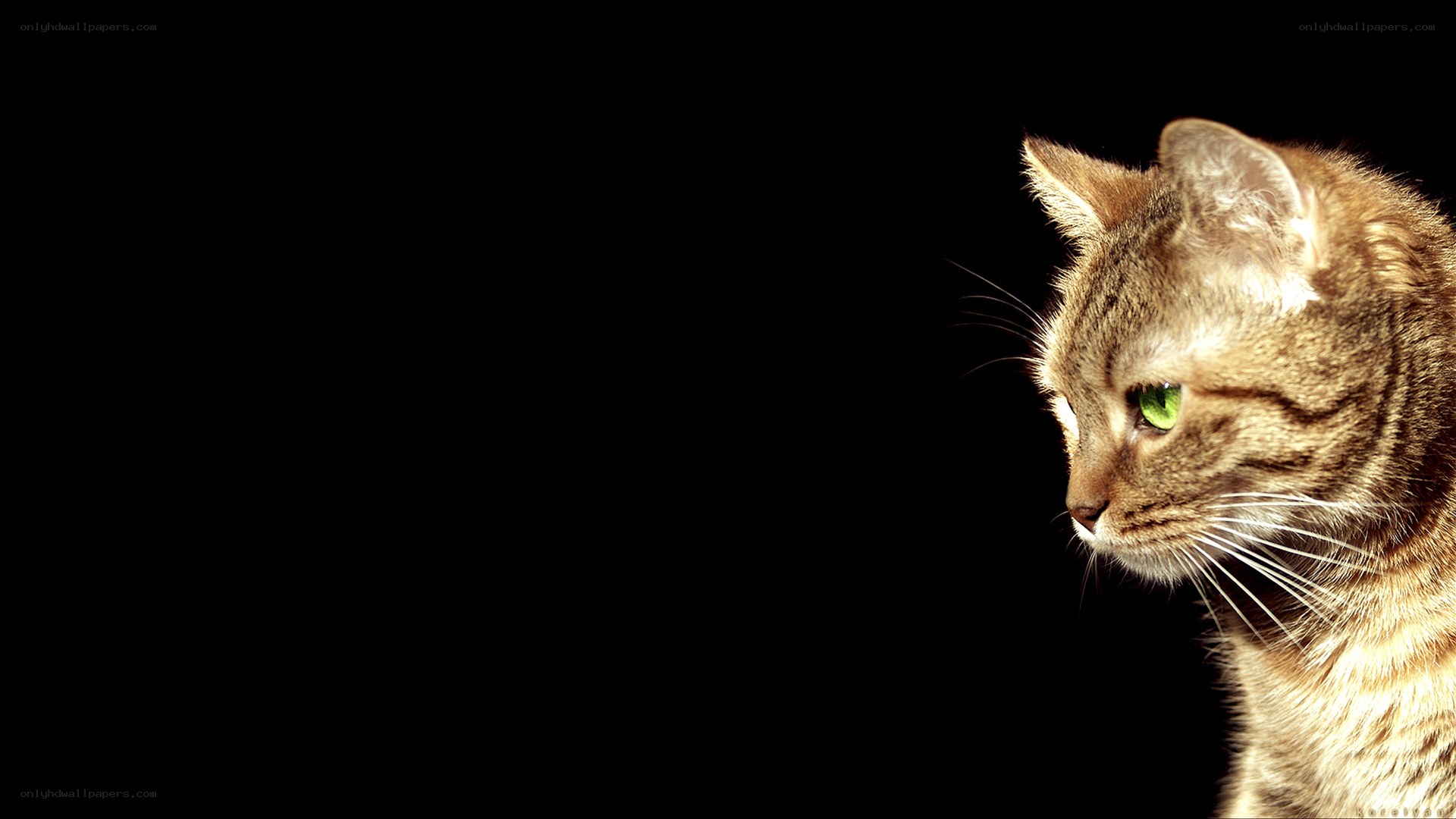 cat with green eyes in spotlight