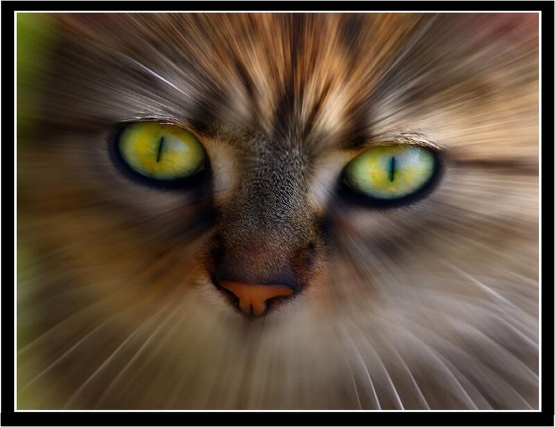 Cat with Green Eyes — Intense, Photograph, Nose
