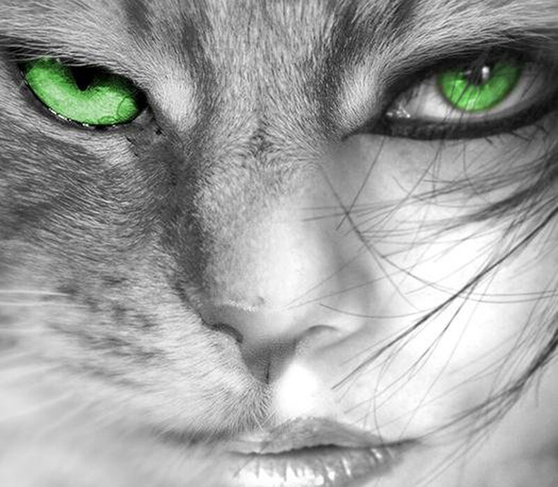 Cat with Green Eyes — Intense, Photograph