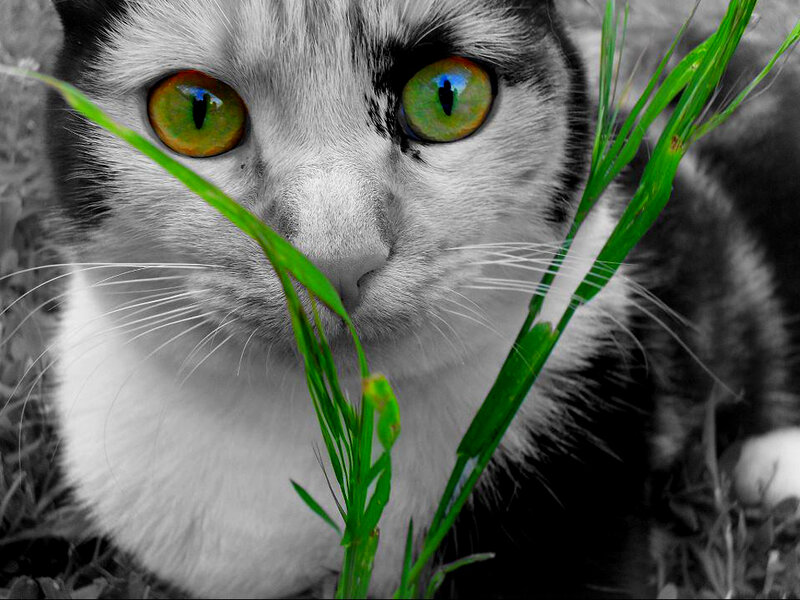 Cat with Green Eyes — Intense