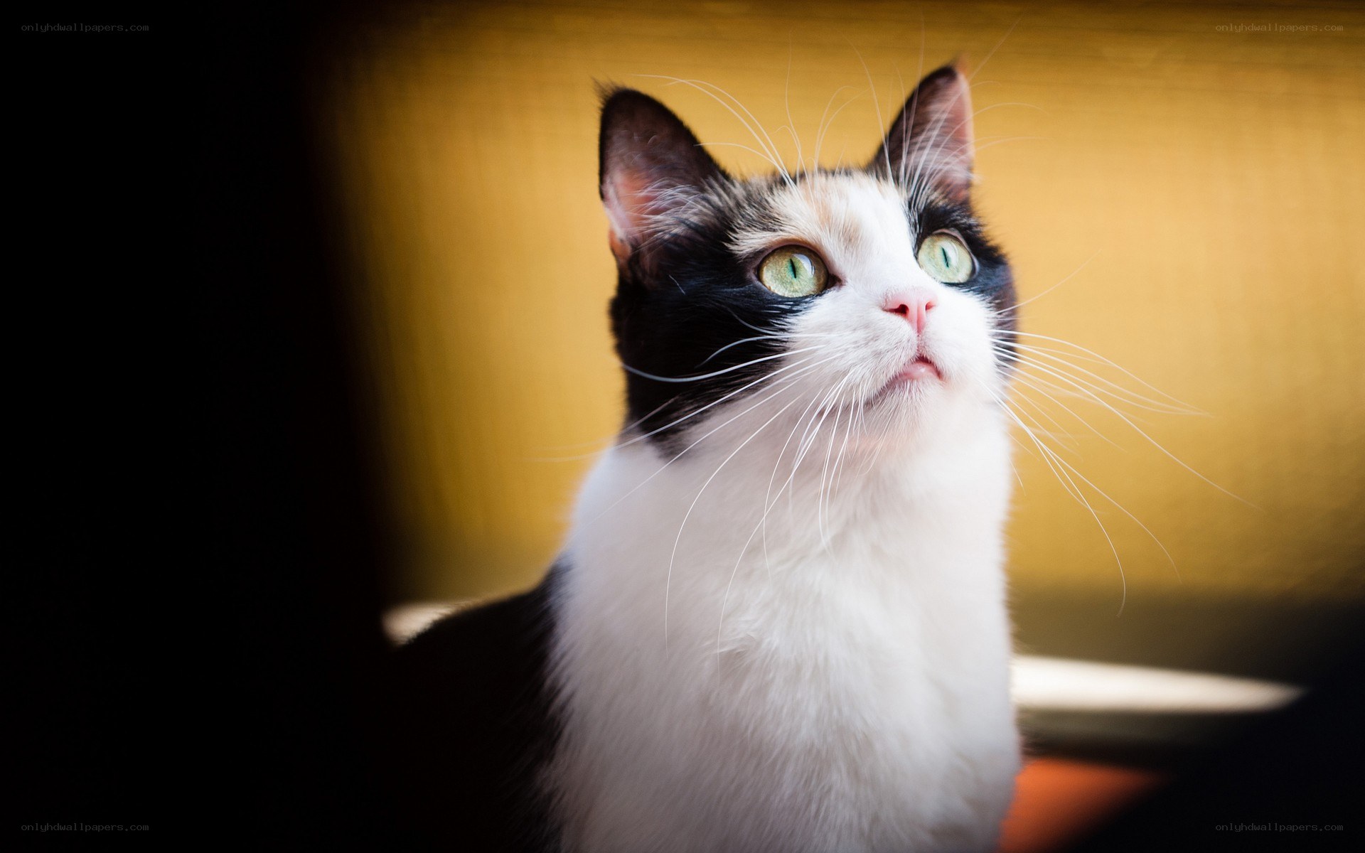 cat with green eyes looking up