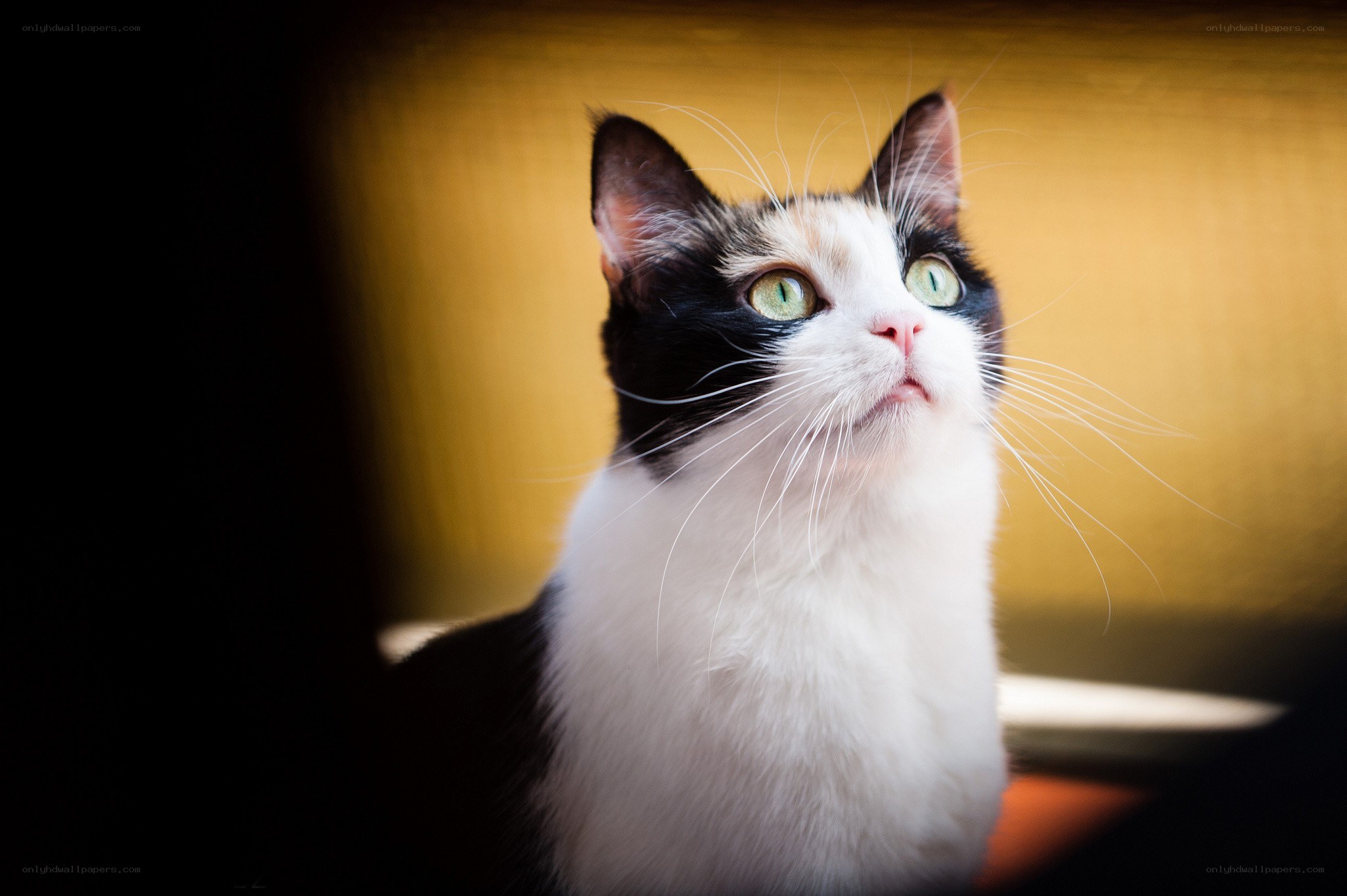 cat with green eyes looking up