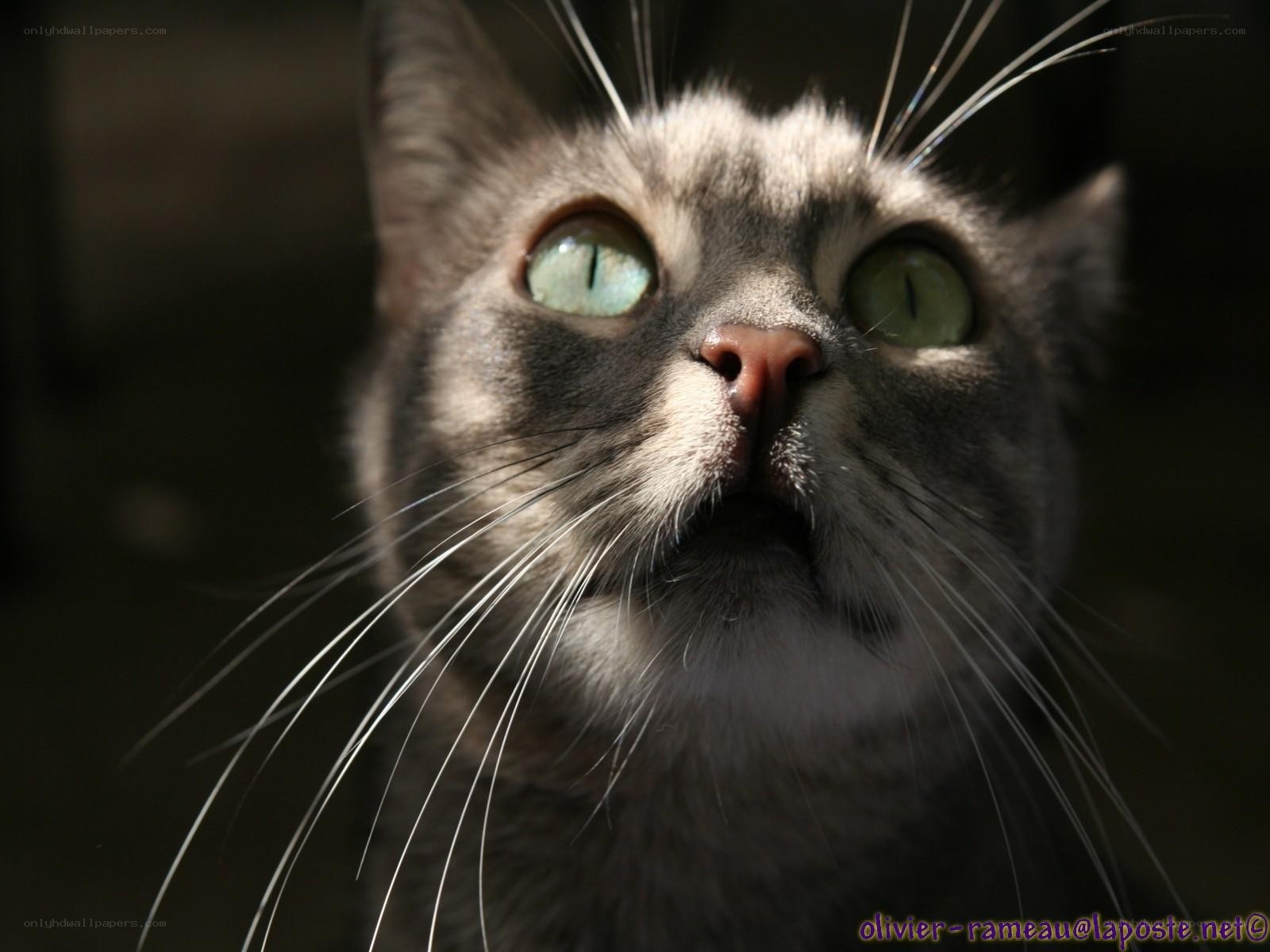 cat with green eyes looking up
