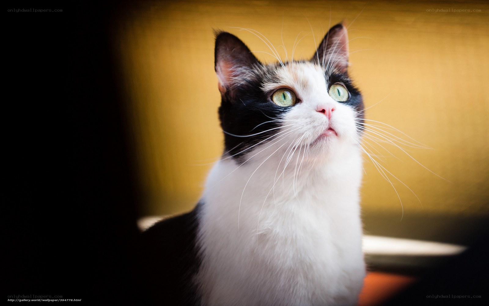 cat with green eyes looking up