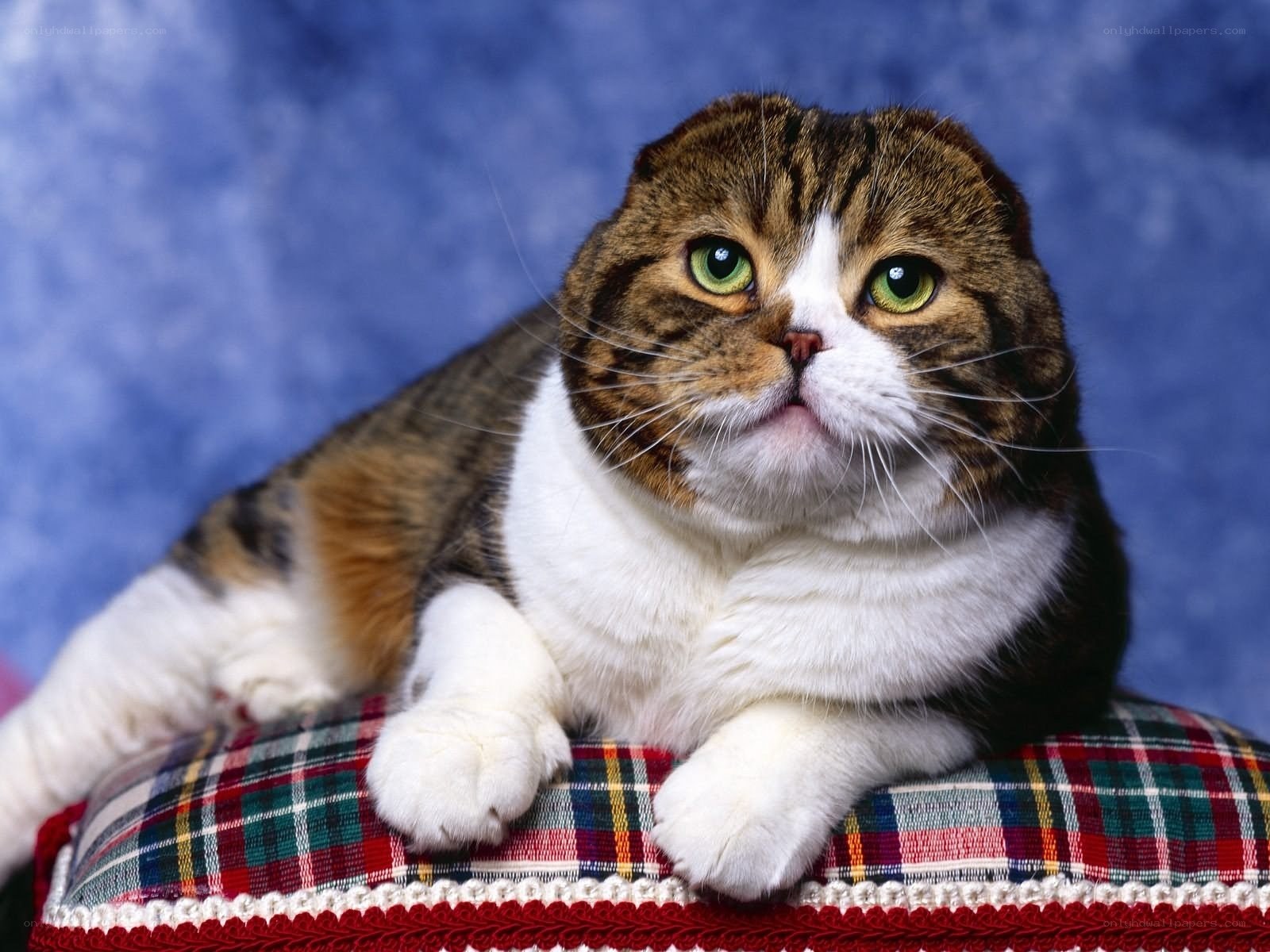cat with green eyes on plaid cushion