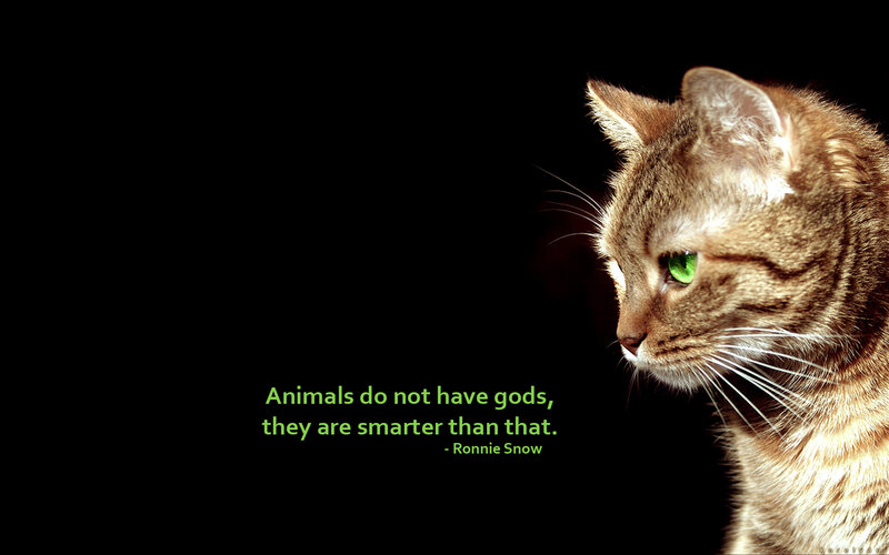 cat with green eyes quote