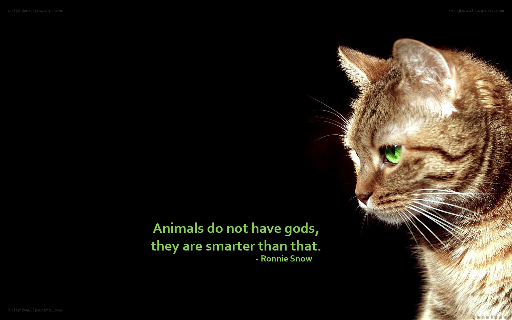 cat with green eyes quote