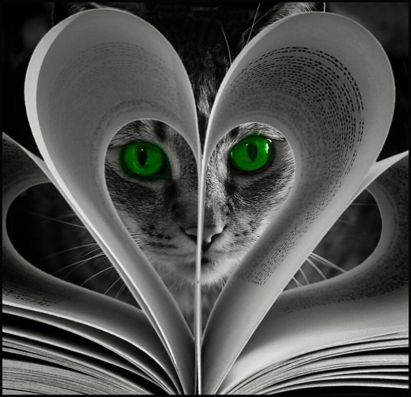 cat with green eyes through heart