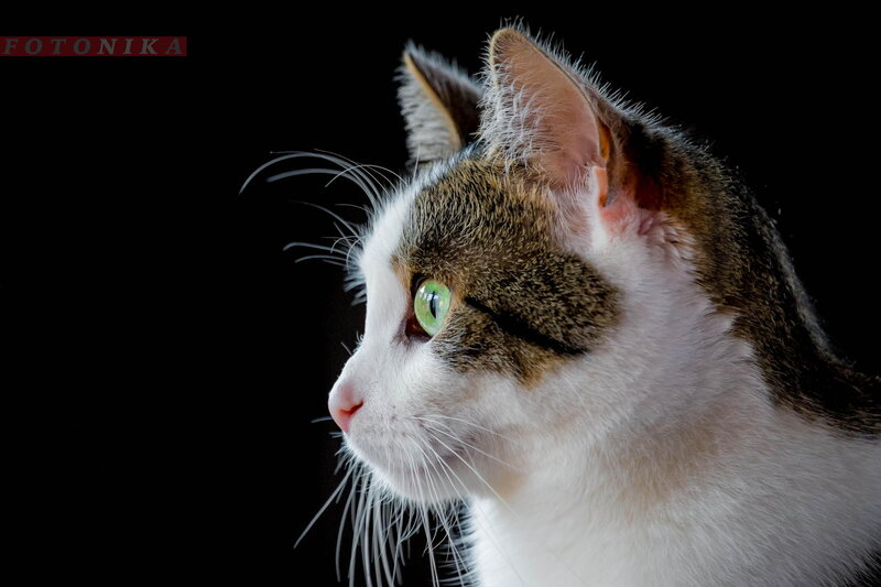 Cat with Green Eyes — White, Dramatic, Photograph