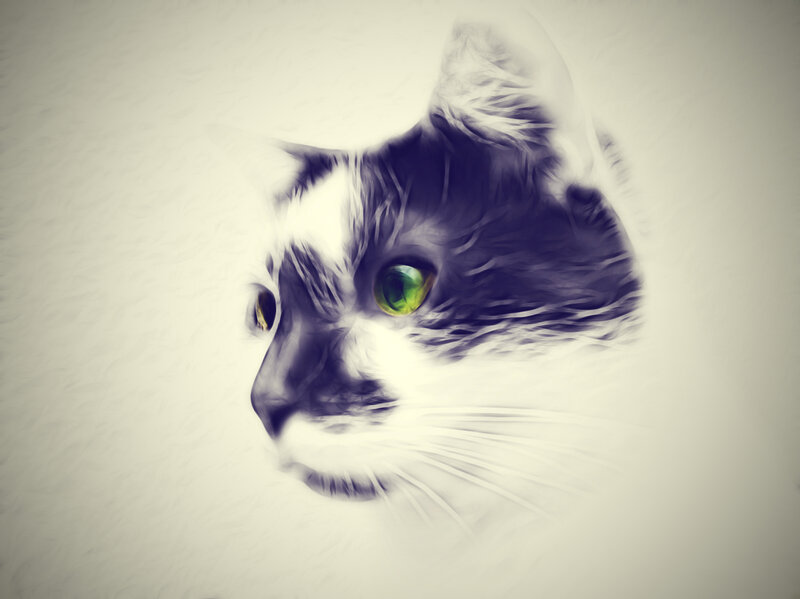 Cat with Green Eyes — White, Dramatic