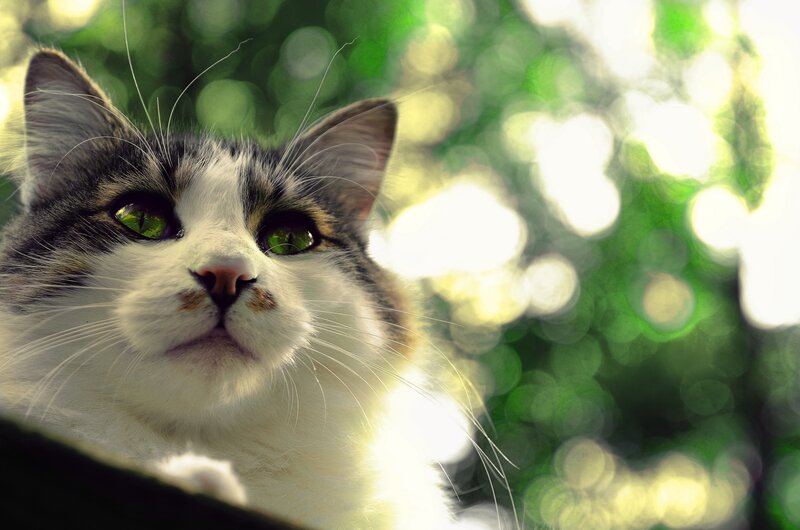 Cat with Green Eyes — White, Serene