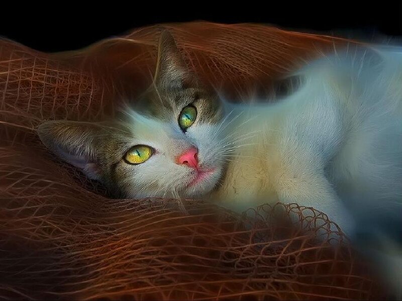 Cat with Green Eyes — White