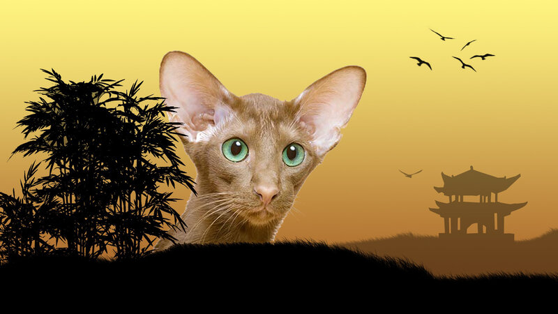 Cat with Green Eyes — Yellow
