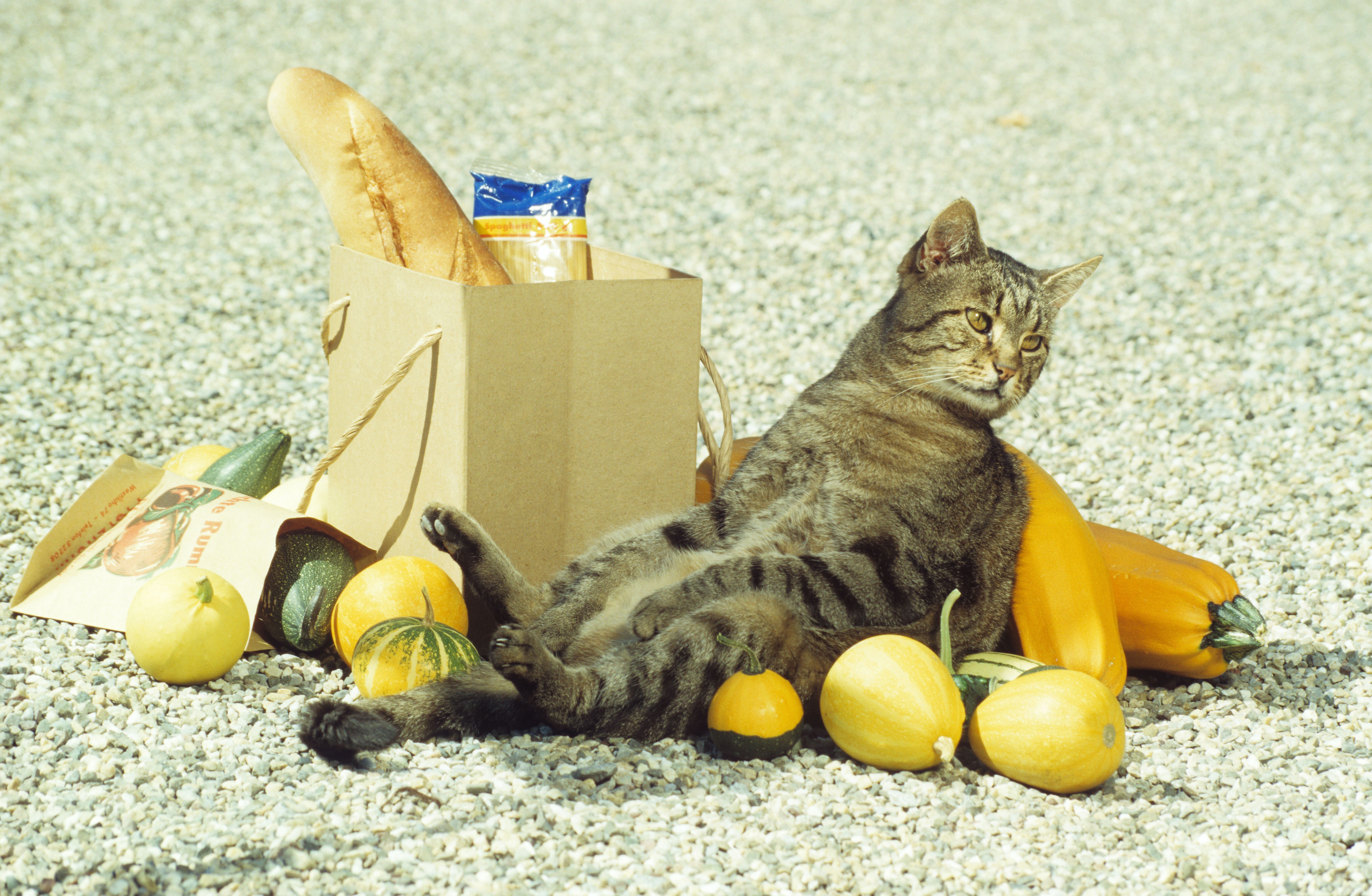Cat with groceries and squash