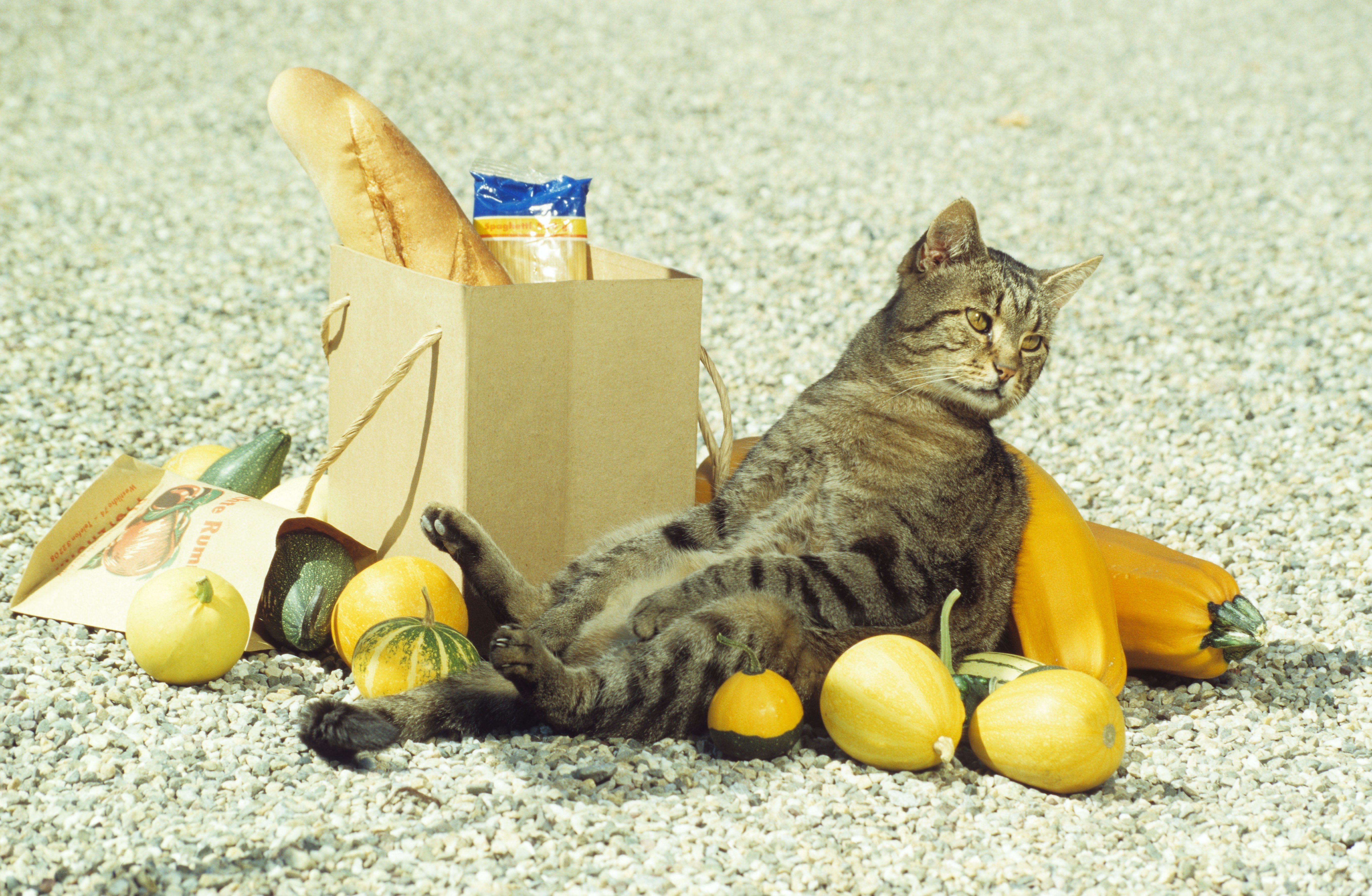 cat with groceries and squash