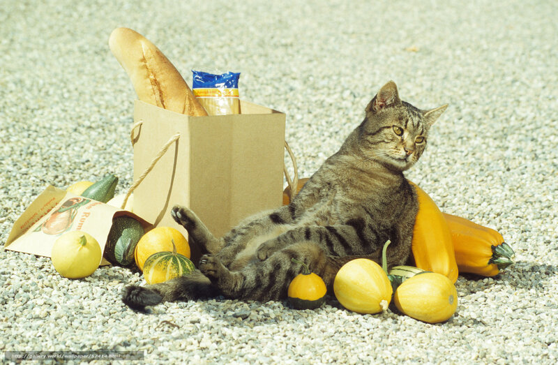 cat with groceries on gravel
