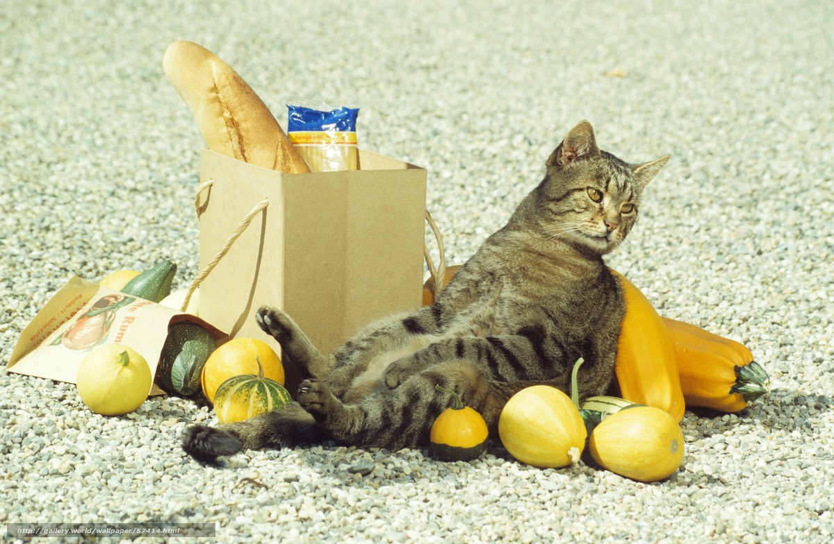 cat with groceries on gravel