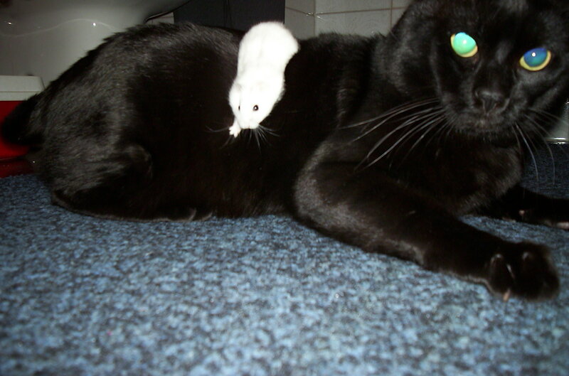 cat with hamster on back
