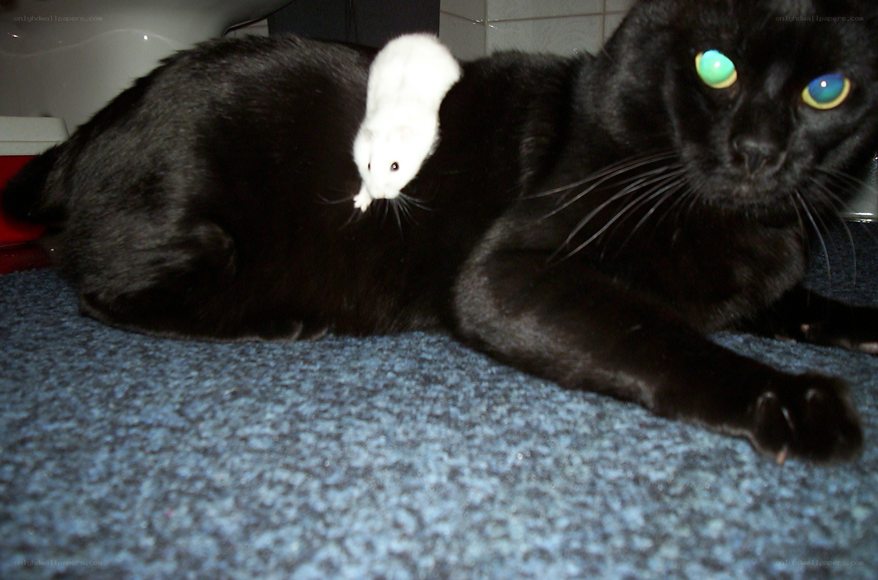 cat with hamster on back