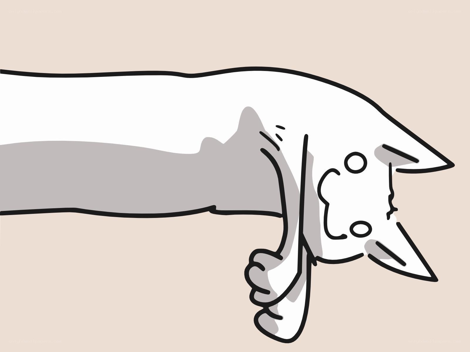 cat with hand shadow