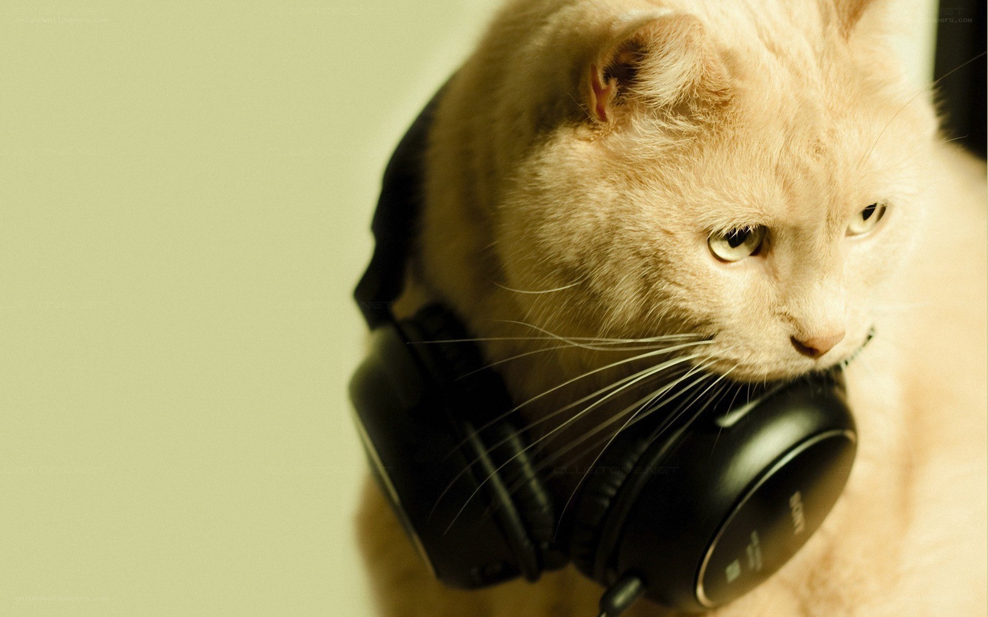 cat with headphones