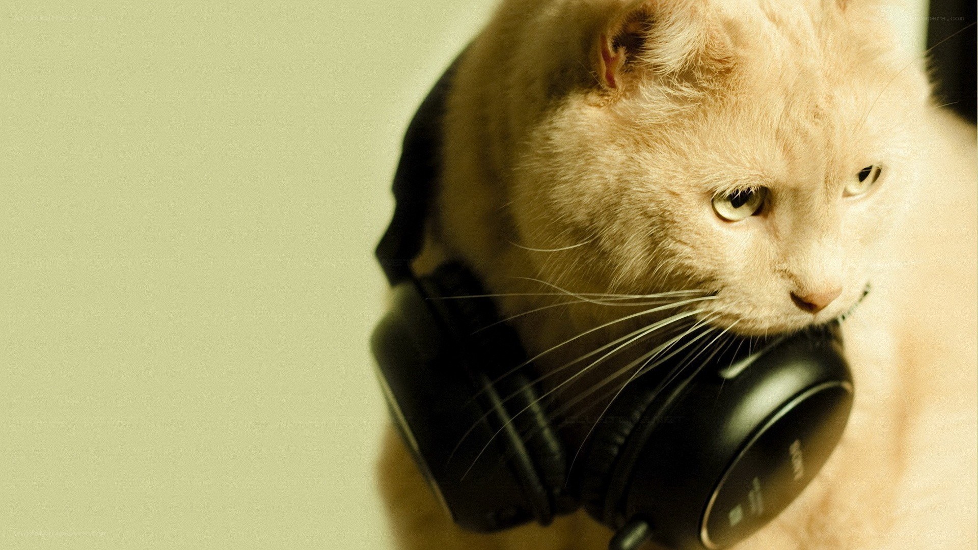 cat with headphones