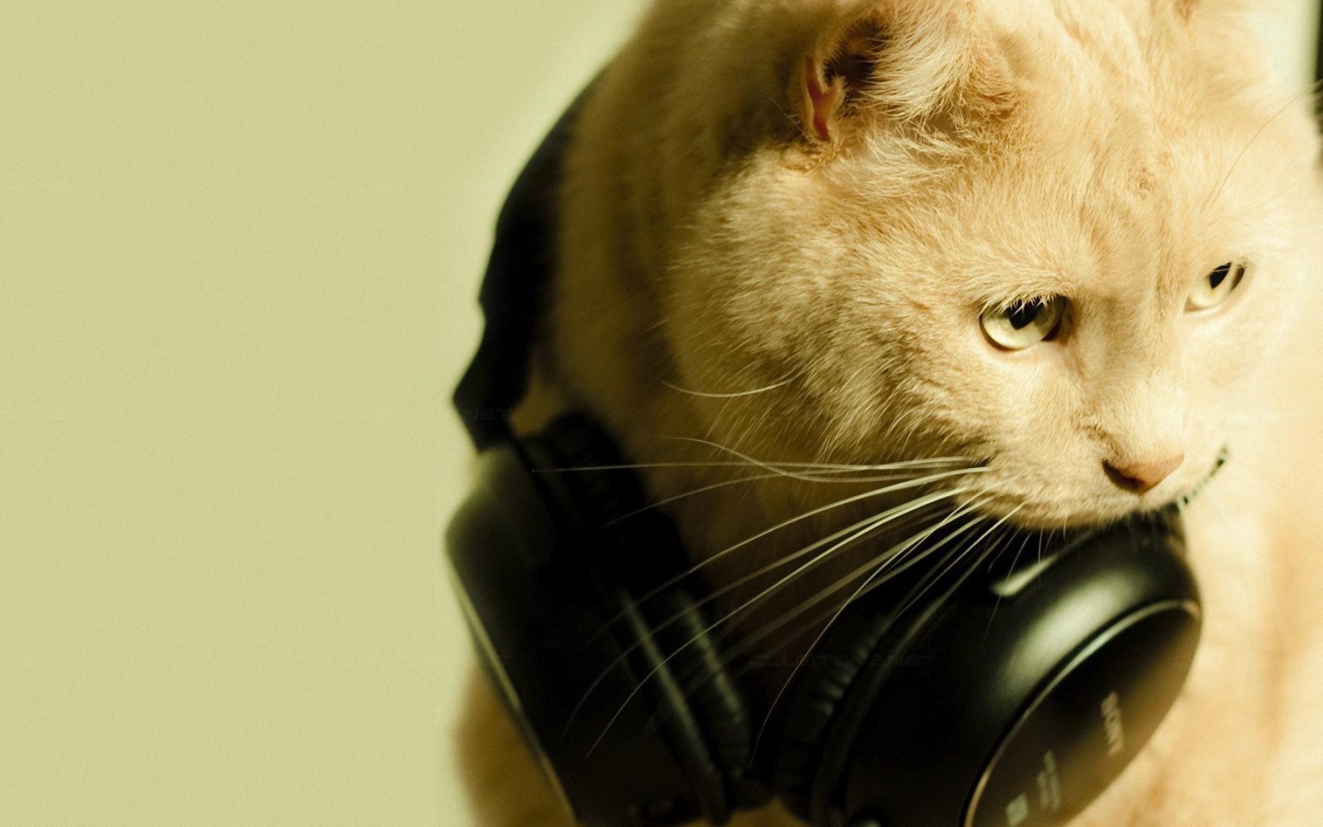 cat with headphones
