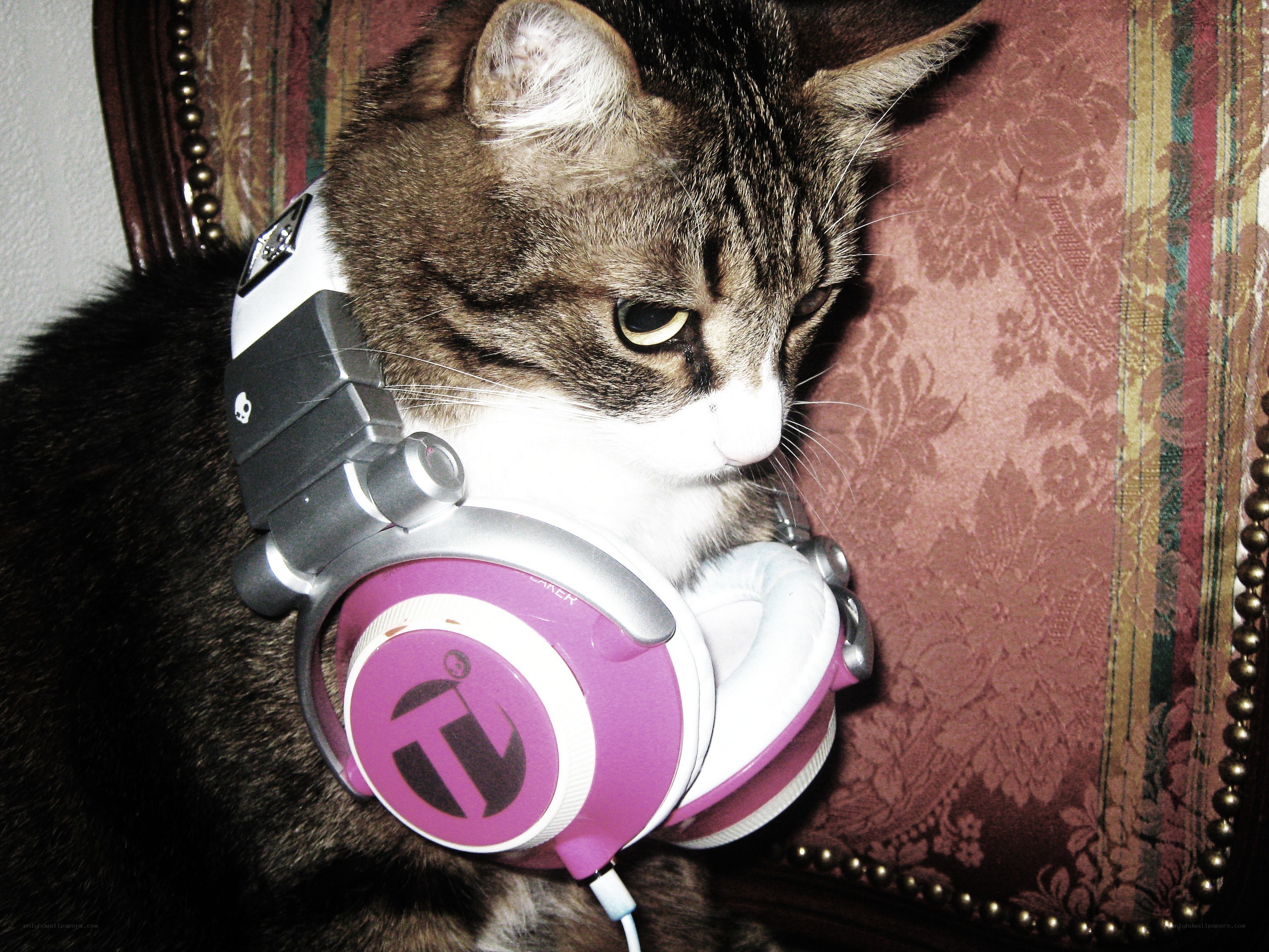 cat with headphones on