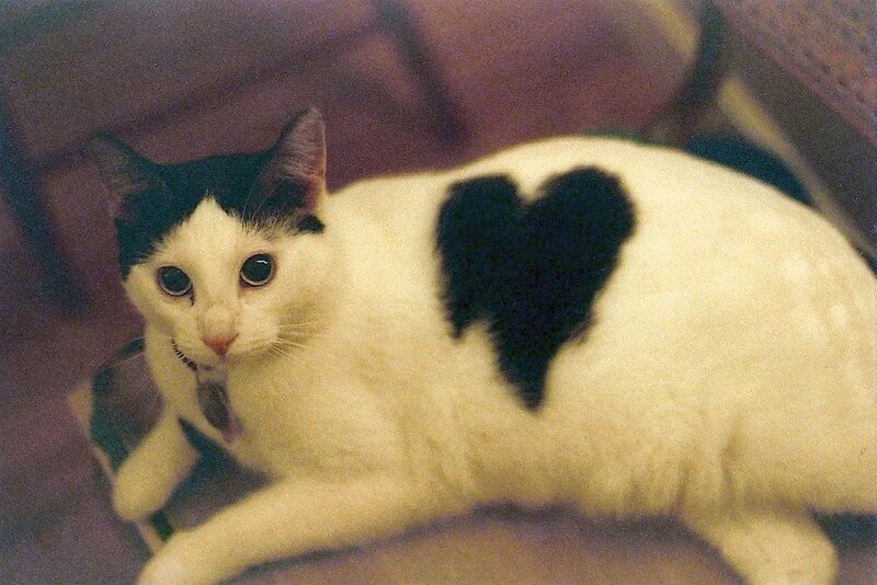 cat with heart-shaped marking