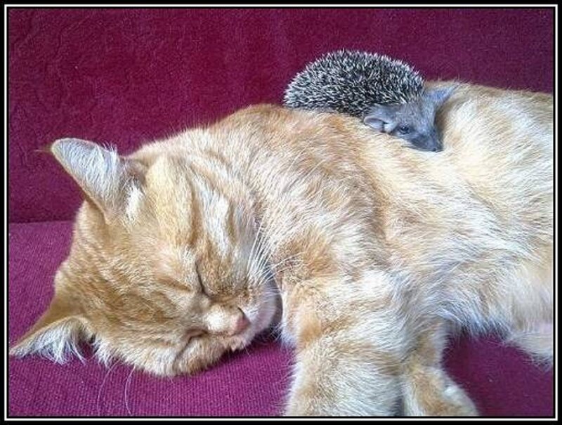 Cat with Hedgehog