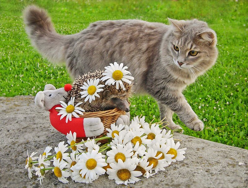 Cat with Hedgehog Toy