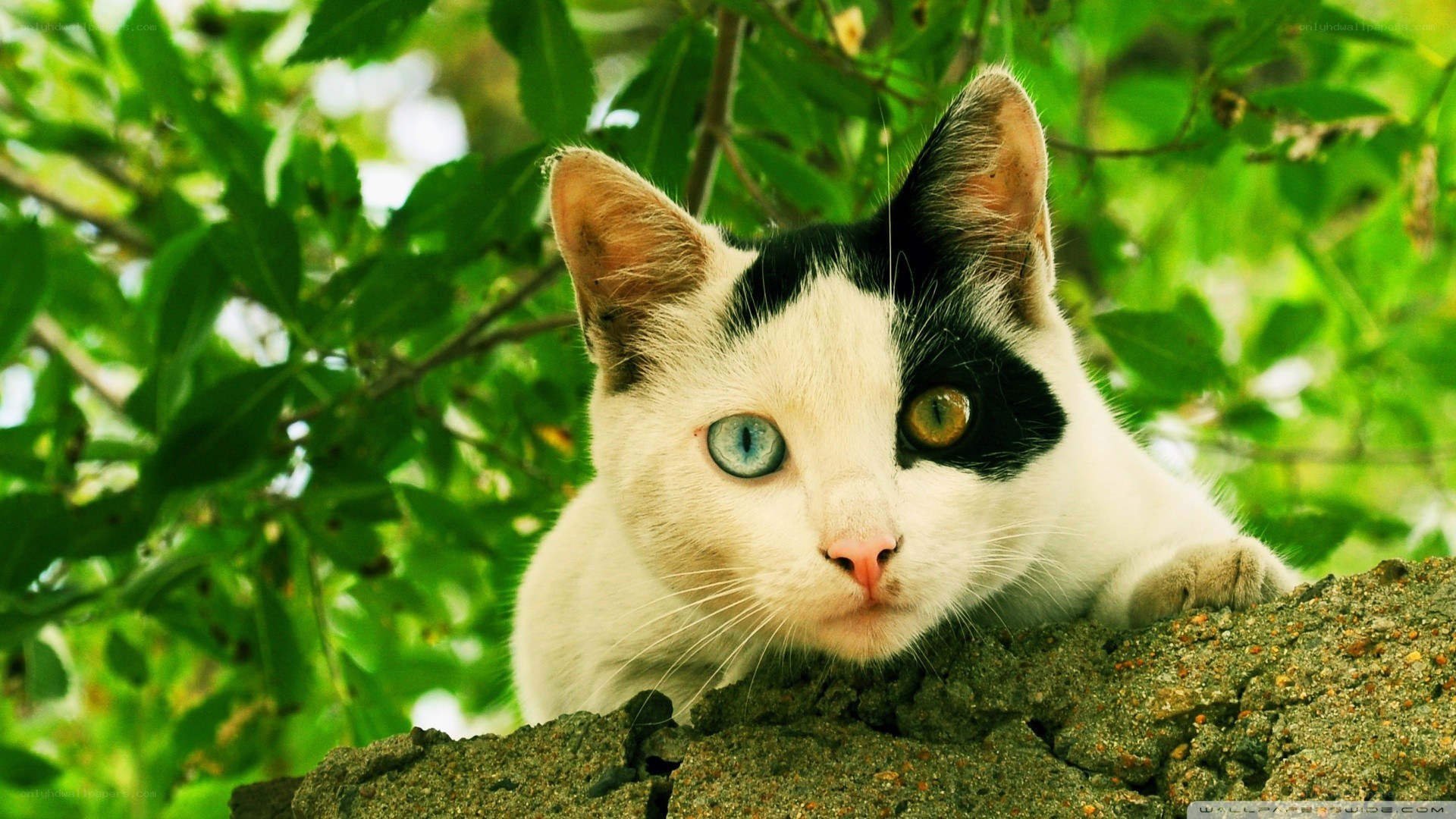 cat with heterochromia in tree